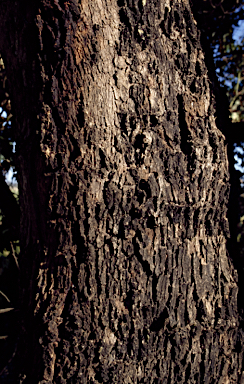 APII jpeg image of Eucalyptus rudis subsp. cratyantha  © contact APII