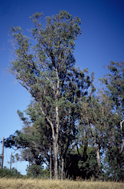 APII jpeg image of Eucalyptus rudis subsp. cratyantha  © contact APII