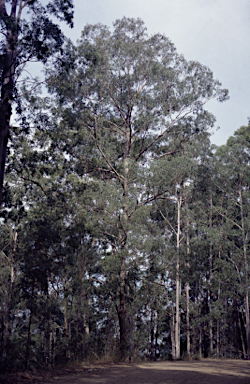 APII jpeg image of Eucalyptus rummeryi  © contact APII