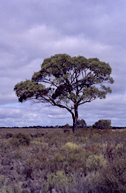 APII jpeg image of Eucalyptus sabulosa  © contact APII