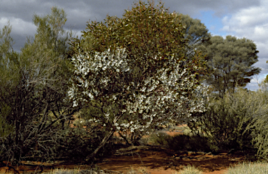 APII jpeg image of Eucalyptus salicola  © contact APII