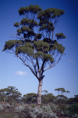 APII jpeg image of Eucalyptus salmonophloia  © contact APII