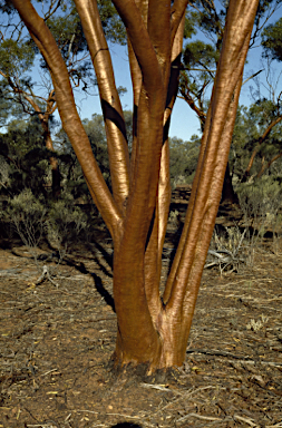 APII jpeg image of Eucalyptus salubris  © contact APII