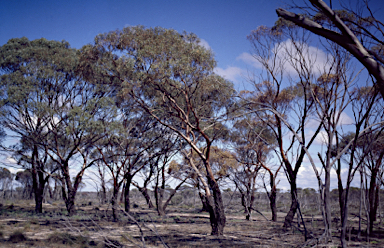 APII jpeg image of Eucalyptus sargentii subsp. sargentii  © contact APII