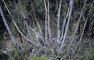 APII jpeg image of Eucalyptus sepulcralis  © contact APII