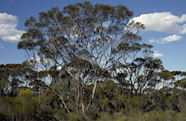 APII jpeg image of Eucalyptus scyphocalyx  © contact APII