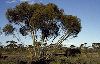 APII jpeg image of Eucalyptus scyphocalyx  © contact APII