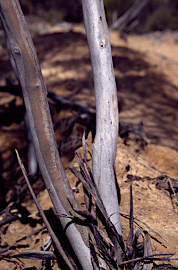 APII jpeg image of Eucalyptus rigidula  © contact APII