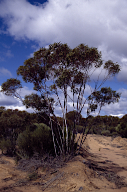 APII jpeg image of Eucalyptus rigidula  © contact APII