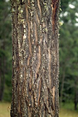 APII jpeg image of Eucalyptus siderophloia  © contact APII
