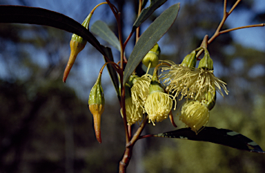 APII jpeg image of Eucalyptus singularis  © contact APII