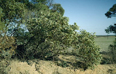 APII jpeg image of Eucalyptus socialis subsp. victoriensis  © contact APII