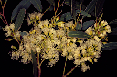 APII jpeg image of Eucalyptus socialis subsp. viridans  © contact APII