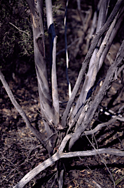 APII jpeg image of Eucalyptus spathulata  © contact APII