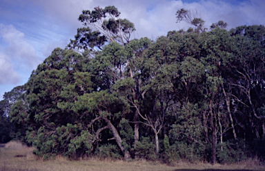 APII jpeg image of Eucalyptus splendens subsp. splendens  © contact APII