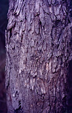 APII jpeg image of Eucalyptus splendens subsp. splendens  © contact APII
