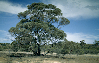 APII jpeg image of Eucalyptus illucens  © contact APII