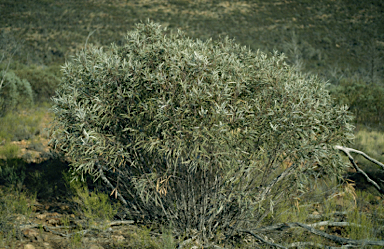APII jpeg image of Eucalyptus illucens  © contact APII