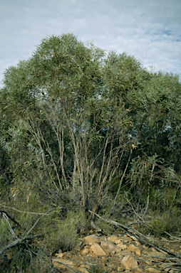 APII jpeg image of Eucalyptus illucens  © contact APII