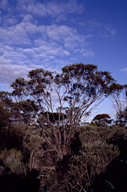 APII jpeg image of Eucalyptus stoatei  © contact APII