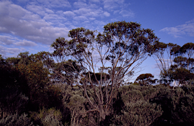 APII jpeg image of Eucalyptus stoatei  © contact APII
