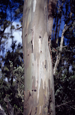 APII jpeg image of Eucalyptus subcrenulata  © contact APII