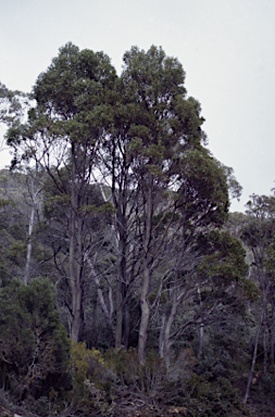 APII jpeg image of Eucalyptus subcrenulata  © contact APII