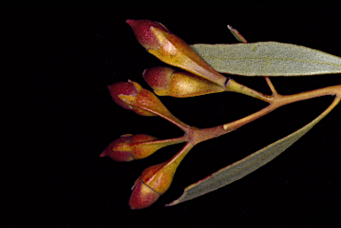 APII jpeg image of Eucalyptus suggrandis subsp. promiscua  © contact APII