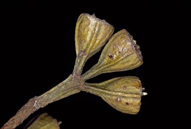 APII jpeg image of Eucalyptus suggrandis subsp. promiscua  © contact APII