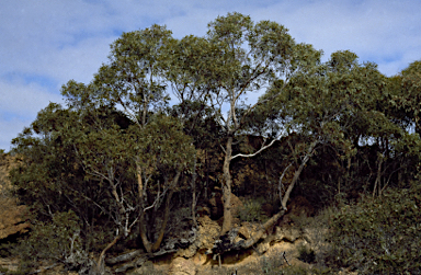 APII jpeg image of Eucalyptus suberea  © contact APII