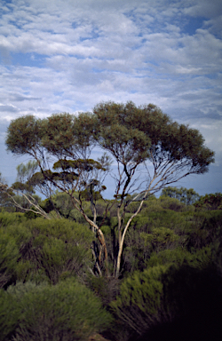 APII jpeg image of Eucalyptus subtilis  © contact APII