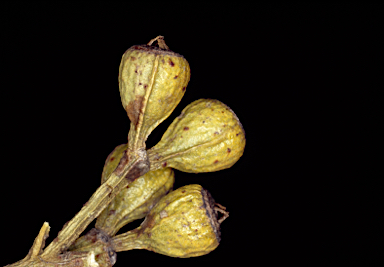 APII jpeg image of Eucalyptus suggrandis subsp. suggrandis  © contact APII