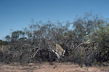 APII jpeg image of Eucalyptus synandra  © contact APII