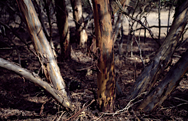 APII jpeg image of Eucalyptus talyuberlup  © contact APII