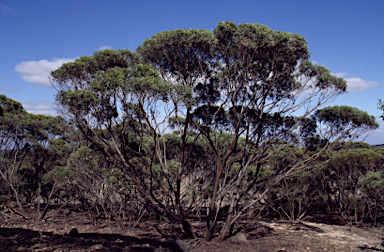 APII jpeg image of Eucalyptus talyuberlup  © contact APII