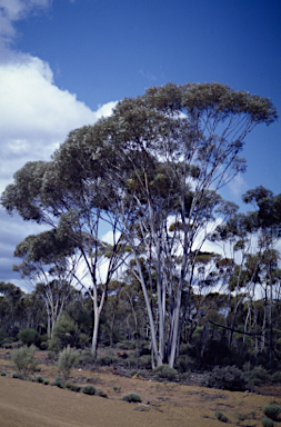 APII jpeg image of Eucalyptus tenuis  © contact APII
