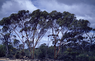 APII jpeg image of Eucalyptus terebra  © contact APII