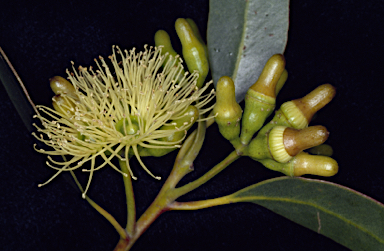 APII jpeg image of Eucalyptus astringens subsp. oligocorma  © contact APII