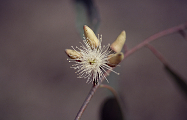 APII jpeg image of Eucalyptus tereticornis subsp. basaltica  © contact APII