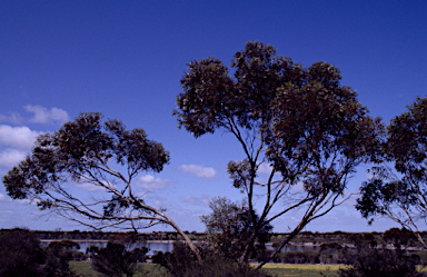 APII jpeg image of Eucalyptus tumida  © contact APII