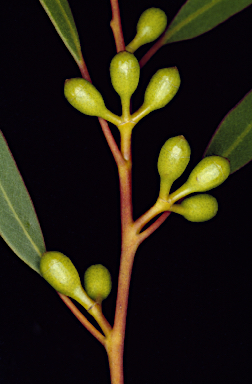 APII jpeg image of Eucalyptus triada  © contact APII