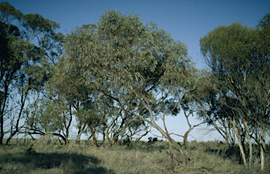 APII jpeg image of Eucalyptus  © contact APII