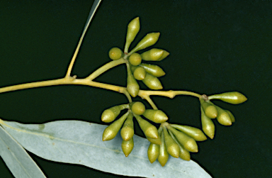 APII jpeg image of Eucalyptus trivalvis  © contact APII