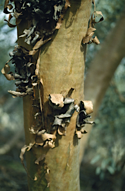 APII jpeg image of Eucalyptus trivalvis  © contact APII