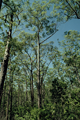 APII jpeg image of Eucalyptus urophylla  © contact APII
