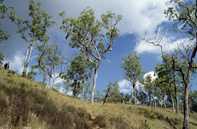 APII jpeg image of Eucalyptus urophylla  © contact APII