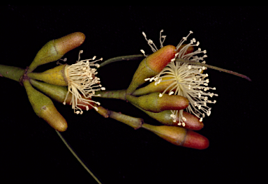 APII jpeg image of Eucalyptus vegrandis subsp. vegrandis  © contact APII