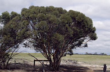APII jpeg image of Eucalyptus vegrandis subsp. vegrandis  © contact APII