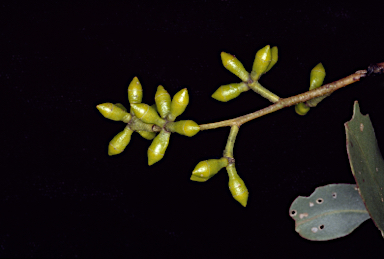 APII jpeg image of Eucalyptus viminalis subsp. hentyensis  © contact APII