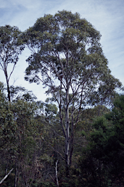 APII jpeg image of Eucalyptus viminalis subsp. hentyensis  © contact APII